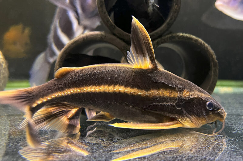 トーキングラファエル　　Platydoras rmatulus