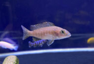 アーリー　　Sciaenochromis fryeri　　