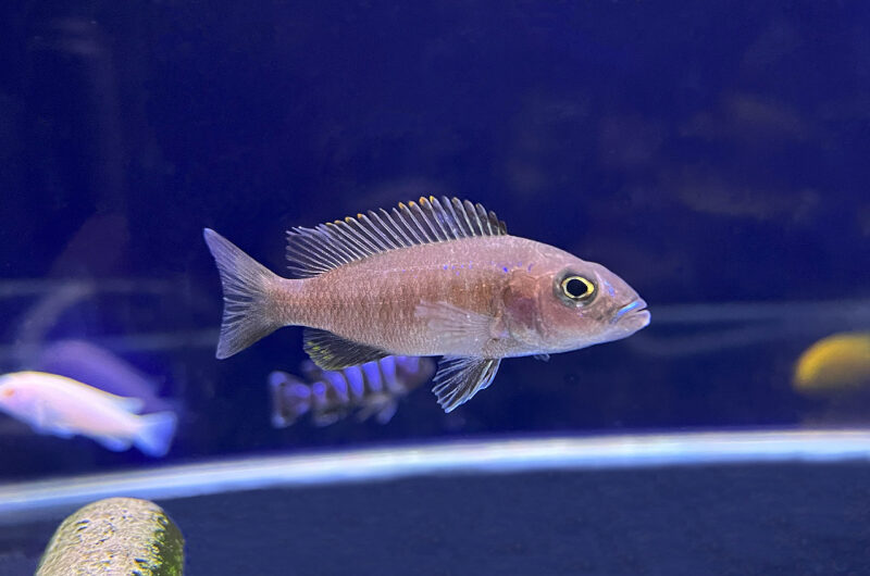 アーリー　　Sciaenochromis fryeri　　