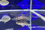 シノドンティス　Synodontis eupterus・Synodontis petricola