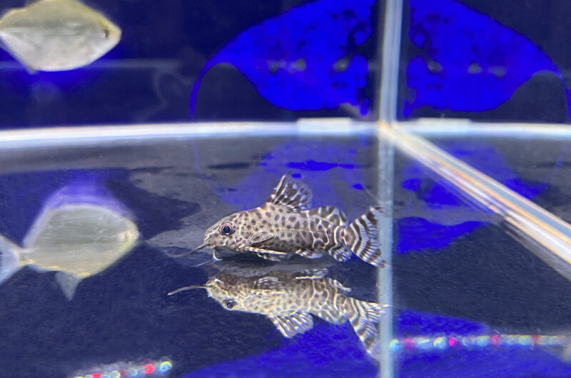 シノドンティス　Synodontis eupterus・Synodontis petricola