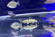 シノドンティス　Synodontis petricola