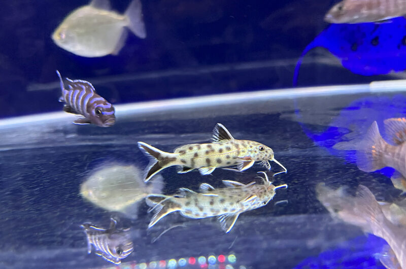 シノドンティス　Synodontis petricola